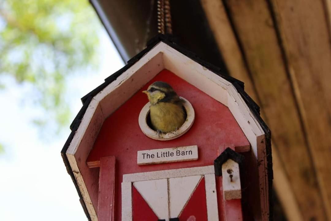 Adeles Sodyba Sturmai المظهر الخارجي الصورة